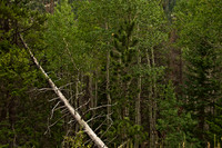 100807_3CS1367
