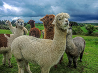 Waterfall_Farm-8871
