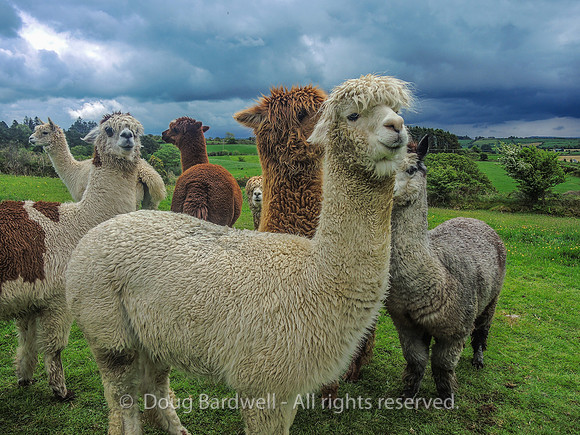 Waterfall_Farm-8871