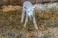 Shaker Village-5631