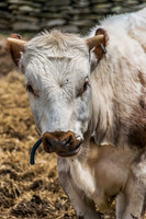 Shaker Village-5606