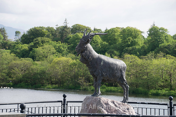 Ireland-4605
