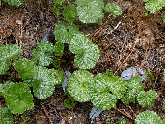 PANA9649