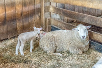 Shaker Village-5647