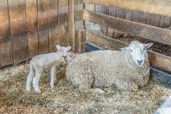 Shaker Village-5647