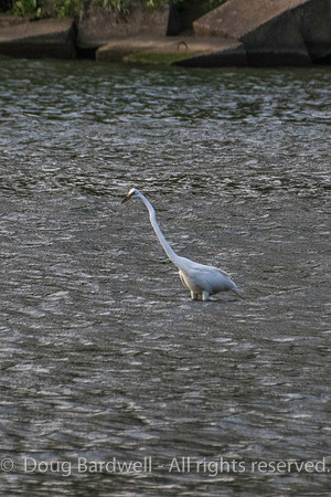 Sheldons_Marsh-8393
