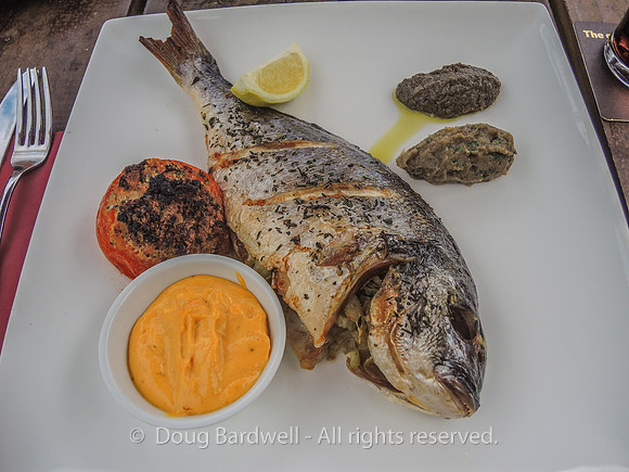 Sheepshead-8746
