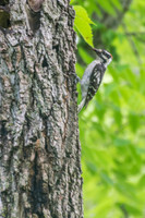 Sheldons_Marsh-8269