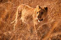 111022111022Lion -_