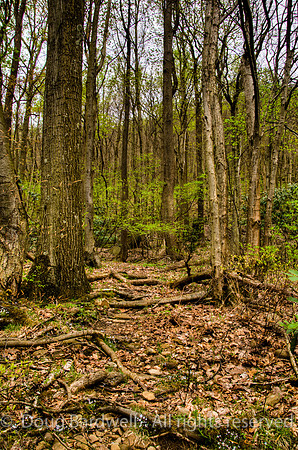 26-Great_Allegheny_Passage
