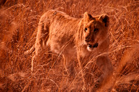 Lion - 812 Warming