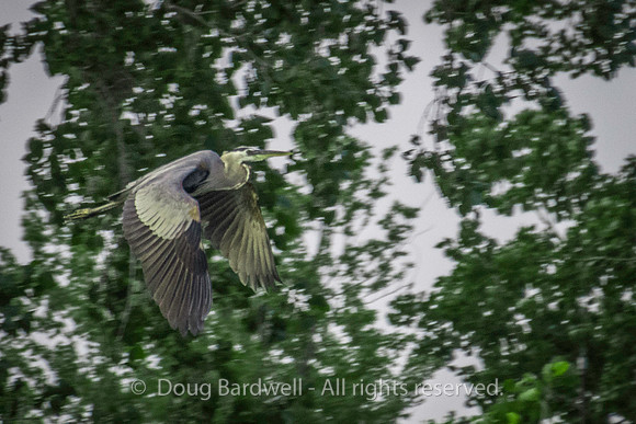 Sheldons_Marsh-8382