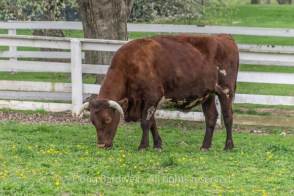 Shaker Village-5804