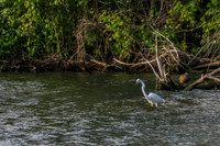 Sheldons_Marsh-8361