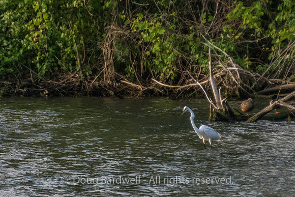 Sheldons_Marsh-8361