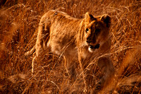Lion - High Contrast 1