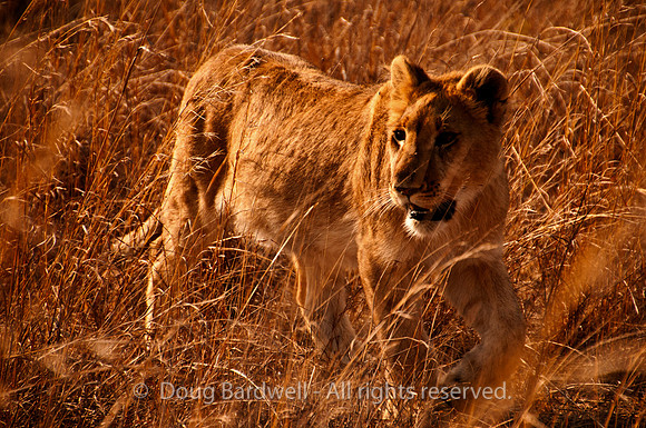 Lion - High Contrast 1