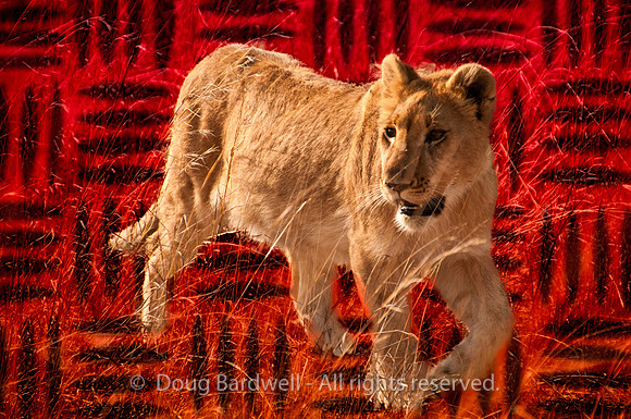 111022111022Lion -_-PS-2