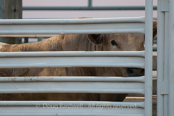 Rodeo-7844