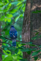Sheldons_Marsh-8316