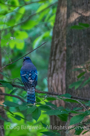 Sheldons_Marsh-8316