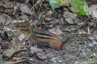 Sheldons_Marsh-8322