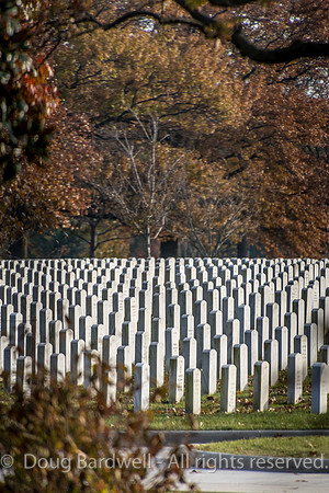 Arlington -181119-9585