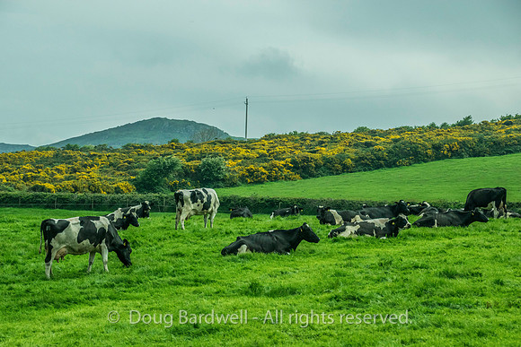 Donegal-1522