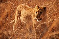 Lion - 1600ASA