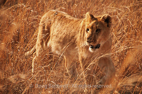 Lion - 1600ASA
