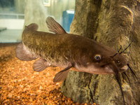 Bald Cypress Nature Center-8288