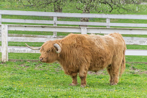 Shaker Village-5803