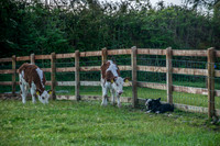 PodPairc-3829