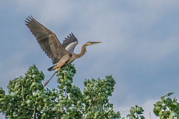 Sheldons_Marsh-8387