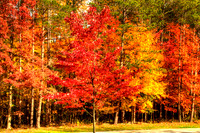 Fall colors