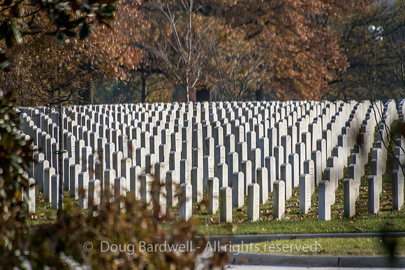 Arlington -181119-9582