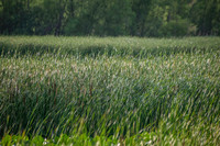 Sheldons_Marsh-8327