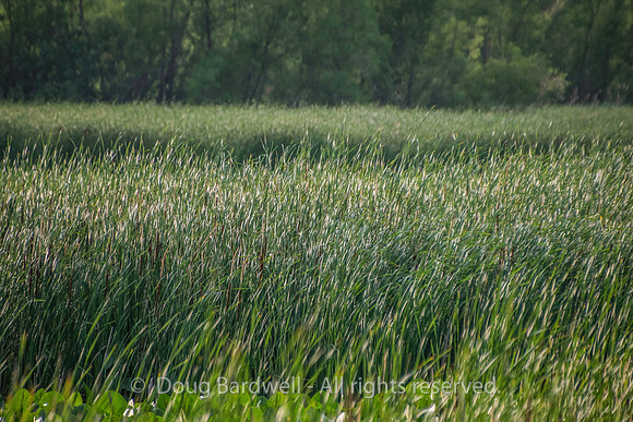 Sheldons_Marsh-8327