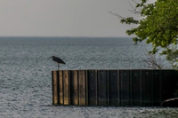 Sheldons_Marsh-8352