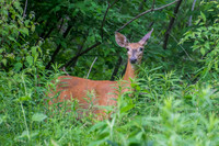 Sheldons_Marsh-8281-2