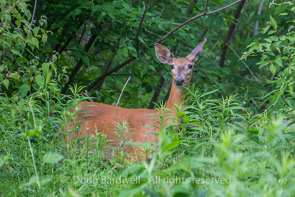 Sheldons_Marsh-8281-2