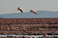 Flamingo Reserve and Chaxa Lagoon