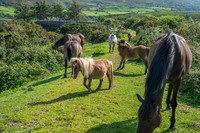 Ireland-4648
