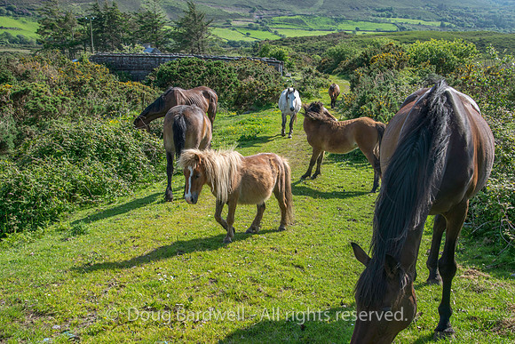 Ireland-4648