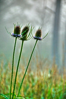 110730_DSC0010_H_Enhancer