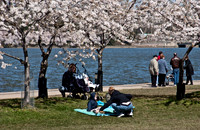 Cherryblossom-9.jpg