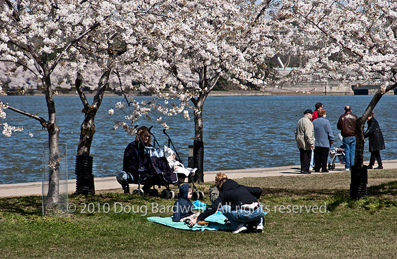 Cherryblossom-9.jpg