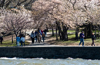 Cherryblossom-6.jpg