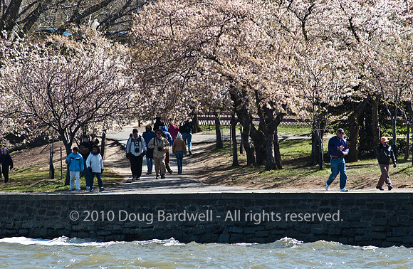 Cherryblossom-6.jpg