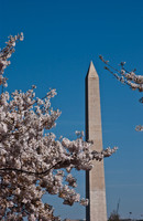 Cherryblossom-13.jpg